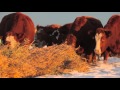 Winter Grazing Systems: Dealing With Extreme Cold and Snow