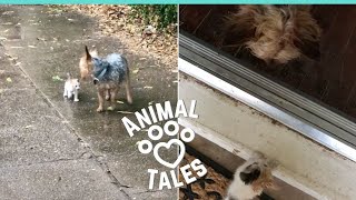 Dog Rescues Tiny Abandoned Kitten By Bringing It Home