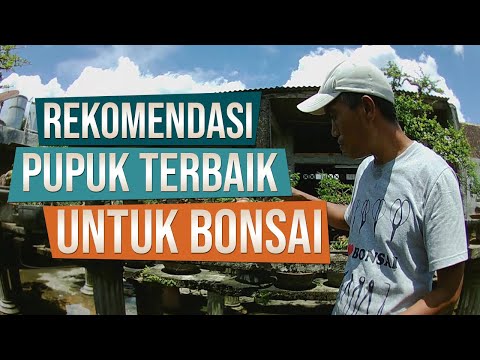 Video: Pupuk untuk ficus Benjamin: cara memberi makan di rumah