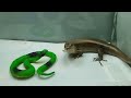 Lizard vs Fake Snake