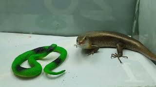 Lizard vs Fake Snake