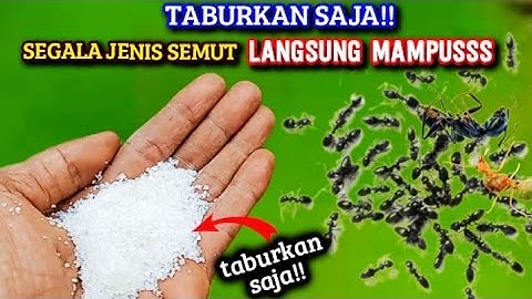 Taburkan saja!! SEGALA JENIS SEMUT LANGSUNG MAMPUS, Rumah selamanya aman dari semut