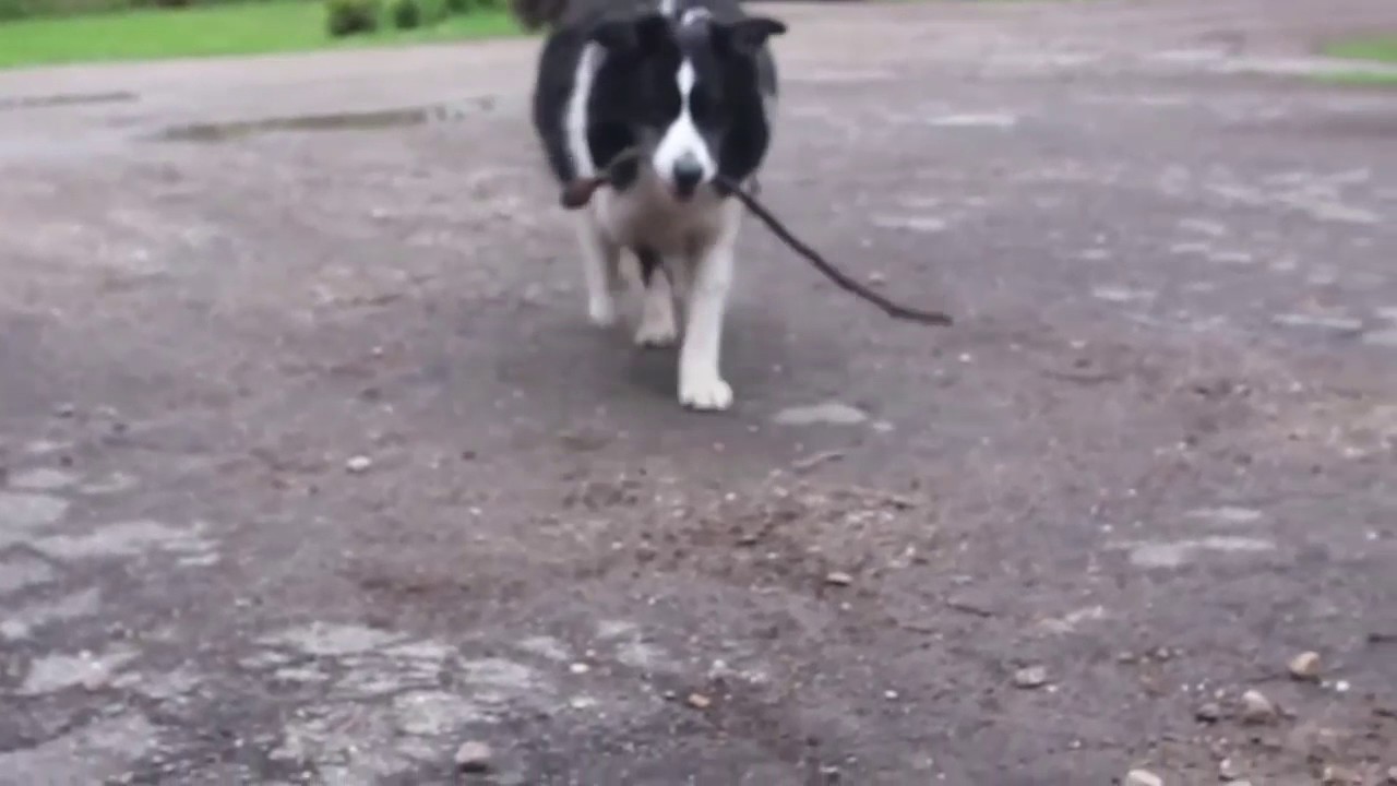 Real Life Mr. Pickles - YouTube