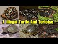 7 Banned Species Of Turtle And Tortoise In India | illegal Variety Of Turtle and Tortoise To Pet