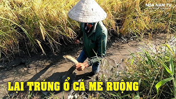 Phát Hiện Ổ Cá Mùa Khô Bắt Cá Cạn Toàn Cá Rô Cá Lóc Thấy Ham/NGÃ NĂM TV