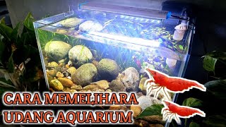 CARA MUDAH  MEMELIHARA UDANG HIAS AQUARIUM