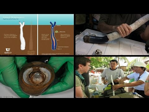 Video: Jätte tridacna - den största blötdjuren