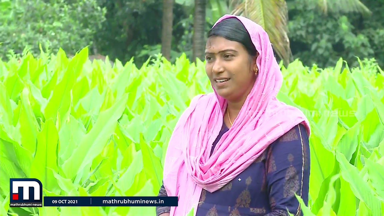 കൂവയുടെയും മഞ്ഞളിന്‍റെയും കൃഷി വിശേഷങ്ങളുമായി ജുമൈല | Mathrubhumi News