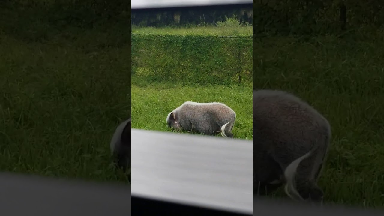 camera iphone 8 plus apk rupert grazing wellington fl sept 2019 extrodinary machine