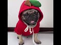 Cute Fruit-Themed Puppy Hoodie - Thick Fleece Winter Coat for Small Dogs &amp; Cats #fashion
