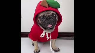 Cute Fruit-Themed Puppy Hoodie - Thick Fleece Winter Coat for Small Dogs &amp; Cats #fashion