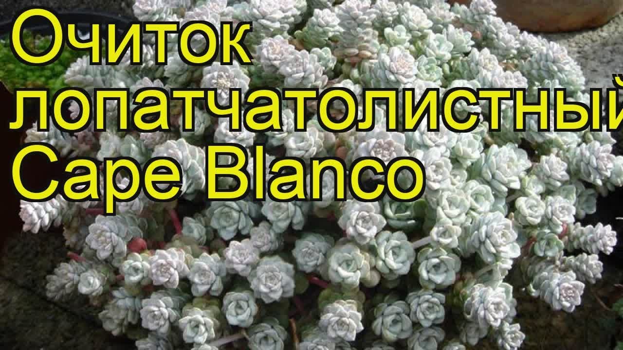 Очиток лопатчатолистный Cape Blanco. Краткий обзор, описание характеристик, где купить рассада