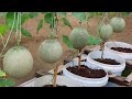 Comment faire pousser des melons facilement avec une productivit leve dans des rcipients en