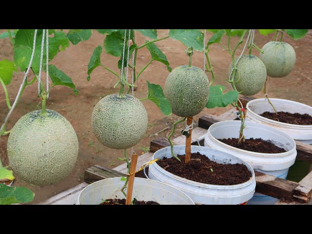 How to grow melons easily with high productivity in plastic containers for beginner class=