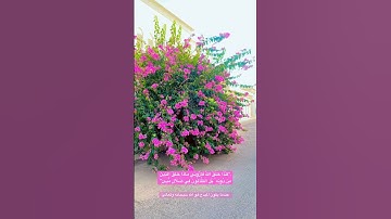 سورة لقمان، الآية (١١) هذا خلق الله
