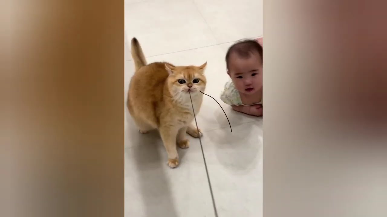 “When Cats Act Extra Cute 🥰 Funny & Sweet Moments”