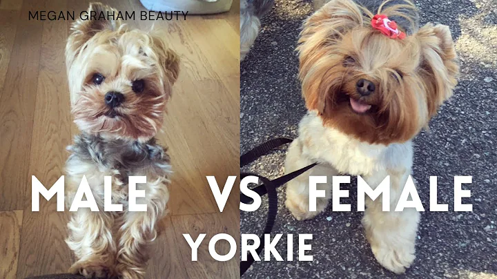 Male Vs Female Yorkie | Yorkie 101 - DayDayNews