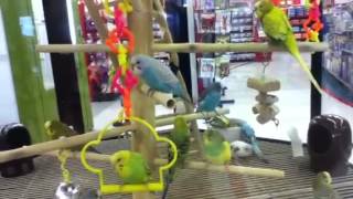 at Petco