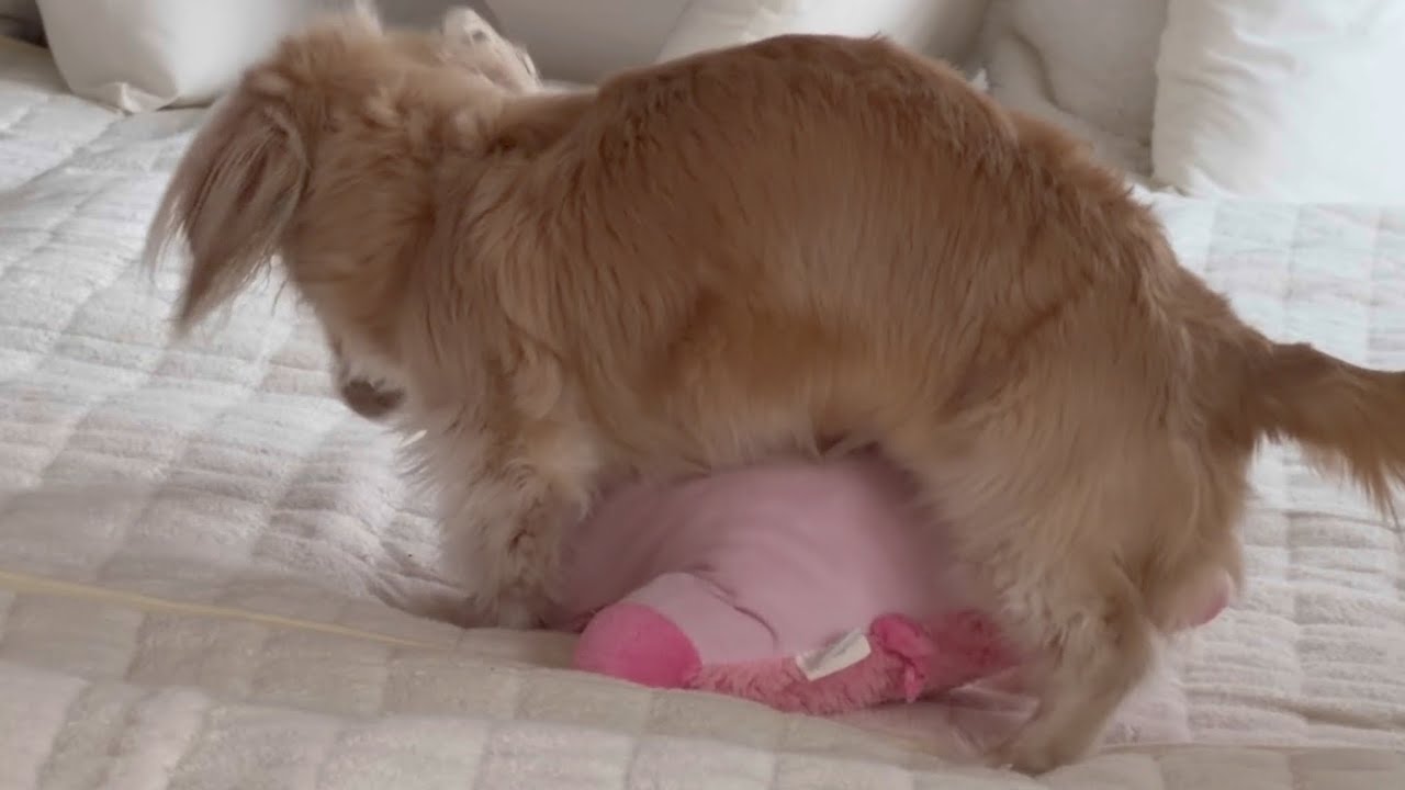 女の子らしからぬ遊び方をするダックス