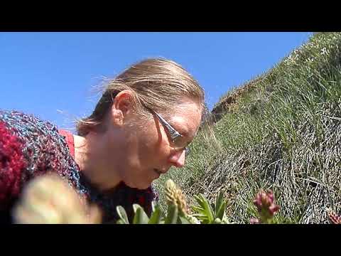 Two-grooved Milk Vetch vs Wild Vetch (poem by Pauline Bell).