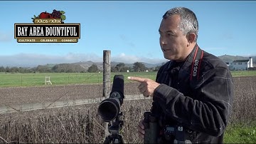 Winter Bird Observing with Biologist Alvaro Jaramillo | Bay Area Bountiful