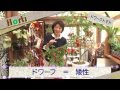 ドワーフトマト