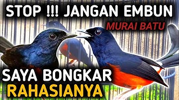 TERBARU BONGKAR RAHASIA DIBALIK RAWATAN PENGEMBUNAN UNTUK MURAI BATU | MURAI BATU GACOR