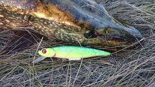 :   Pontoon 21 Greedy-Guts SP SR.   Fmagazin.