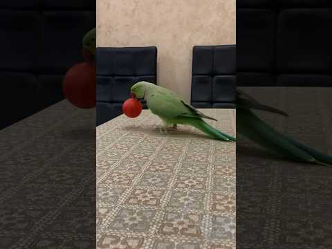 Ожереловый попугай Ричи #попугайричи #смешноевидео #попугай #смешное