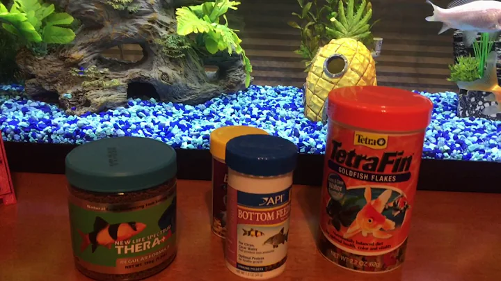 Comet/common Goldfish Care