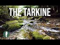 TASMANIA: The Tarkine Wilderness