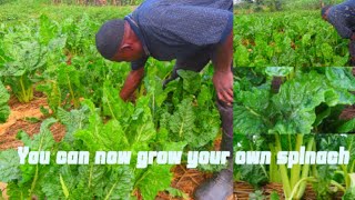Learn How To Grow Spinach And Make Money From One Of Bukedde T.V's Prominent Farmers#spinach#farming
