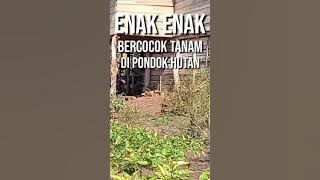 Enak enak || bercocok tanam di pondok hutan - #shorts