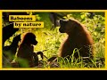 Evolution Of Human Society Documentary (SENEGAL'S BABOONS)