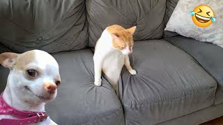 Funniest Animals 😄 New Funny Cats and Dogs Videos 😹🐶 2024 Part 61