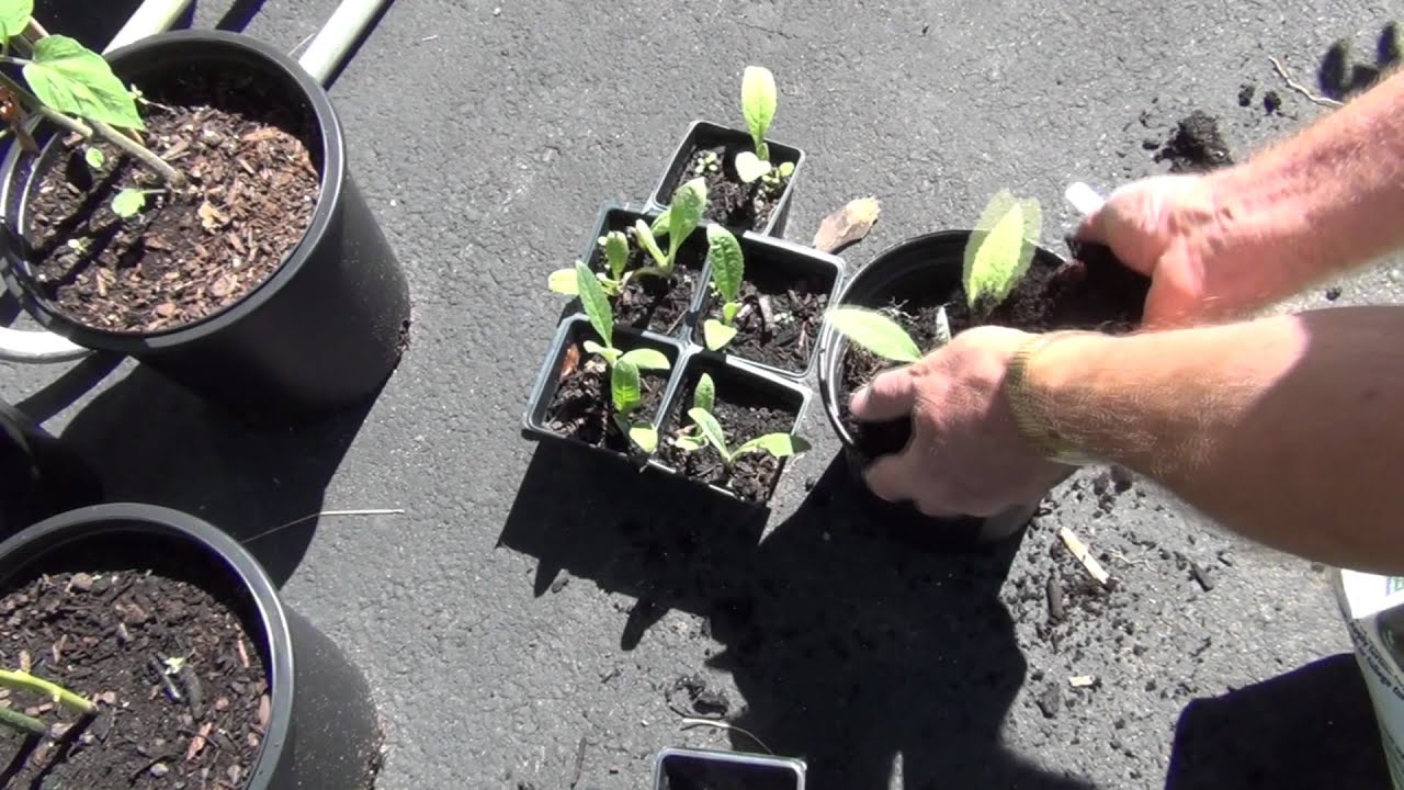 Growing Artichokes YouTube