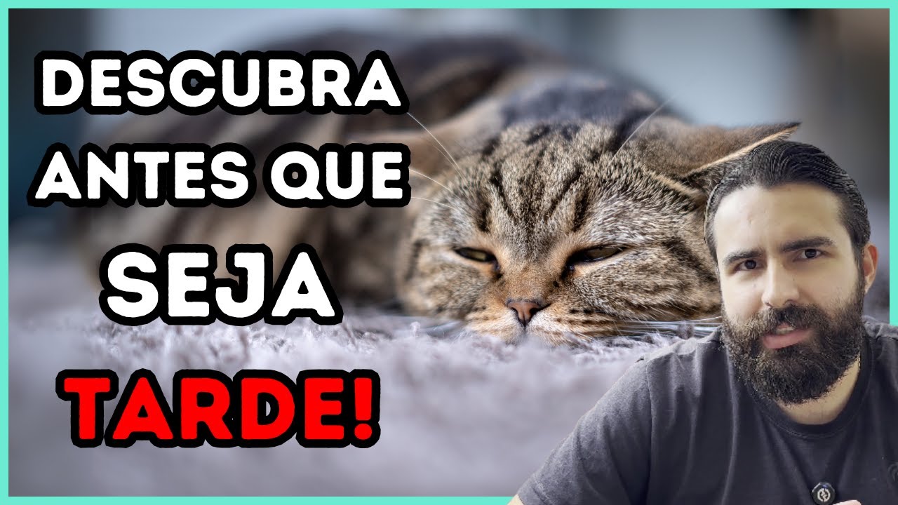 Quando Um Gato Está Com DOR, Ele Faz ISSO!