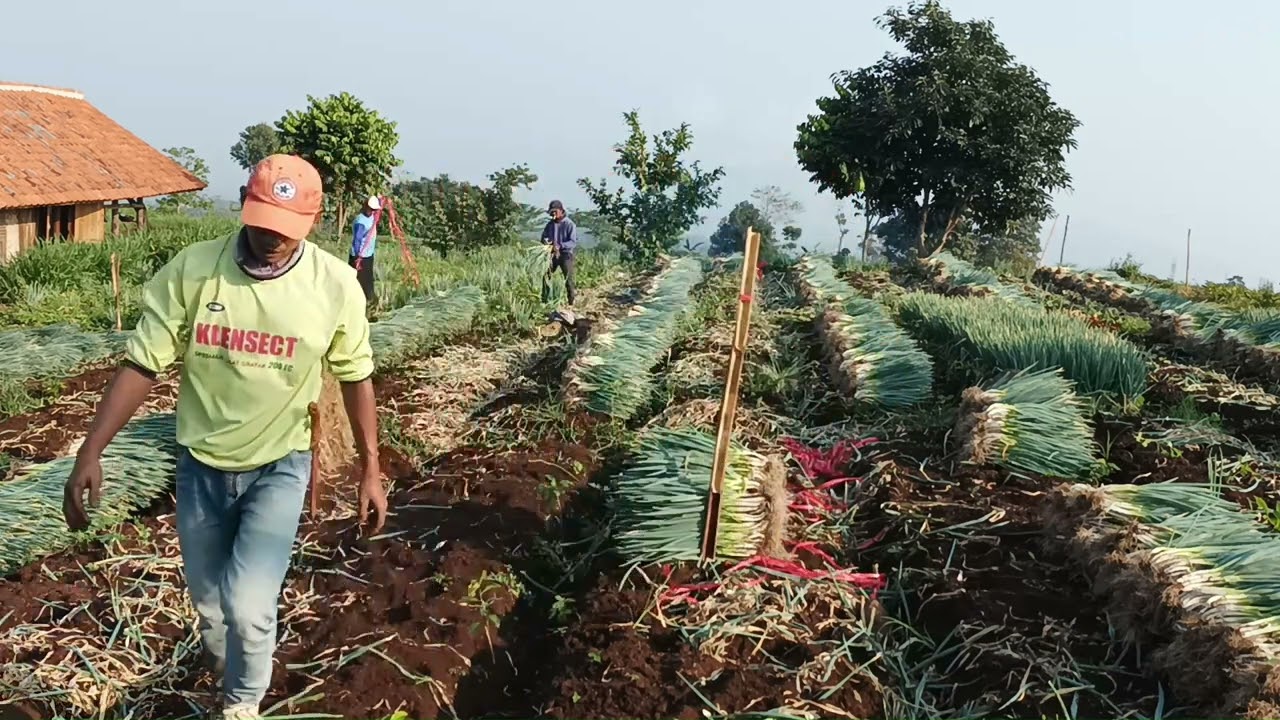 PANEN BAWANG DAUN 1   Made with Clipchamp