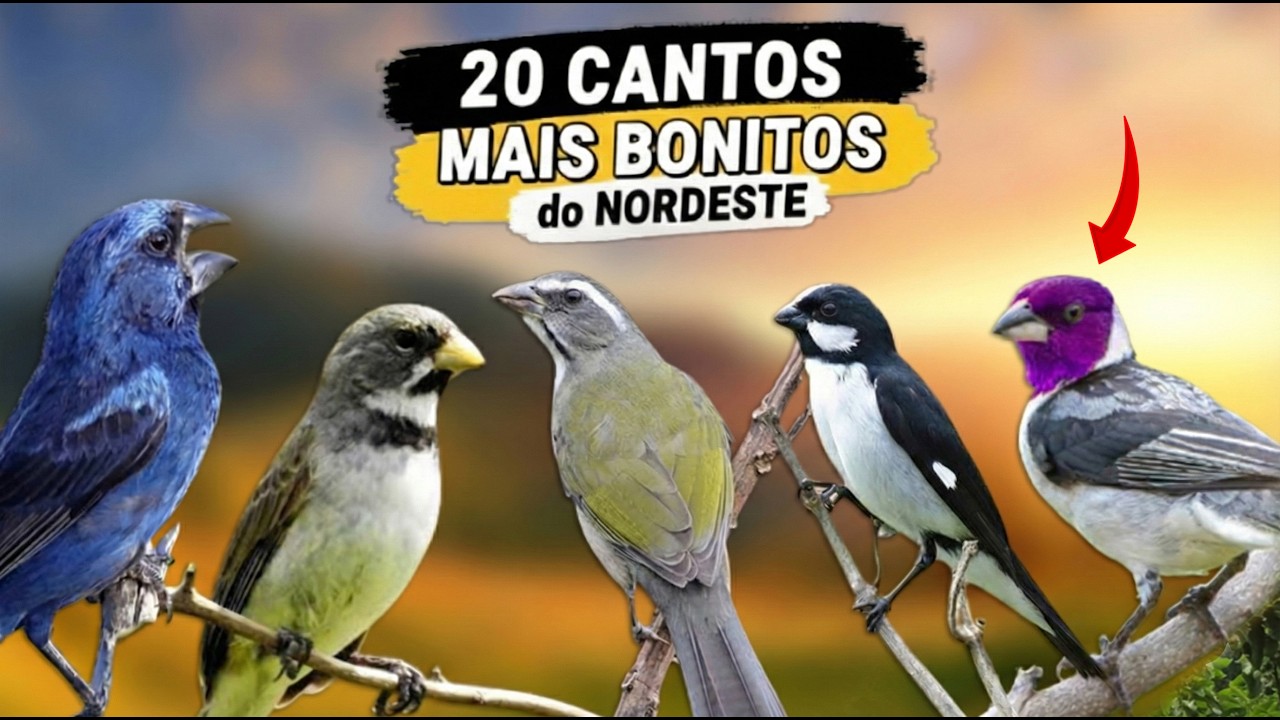 Os 20 CANTOS de pássaros mais BONITOS do Nordeste – Qual é o mais bonito? 🤔🐦