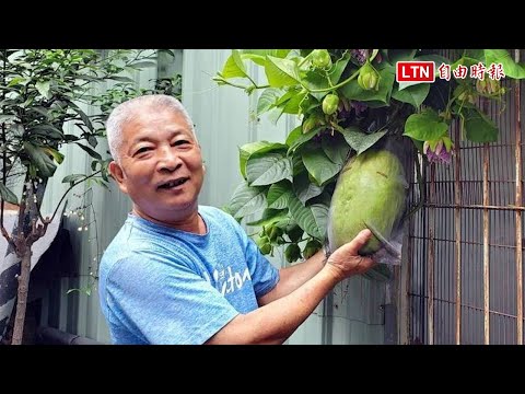 1顆重達6台斤！他種出「巨無霸百香果」嚇到自己