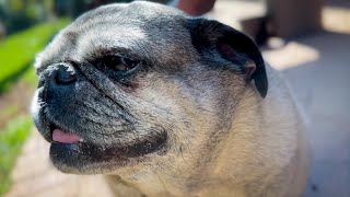 The Most Adorable Pug You'll Find on YouTube