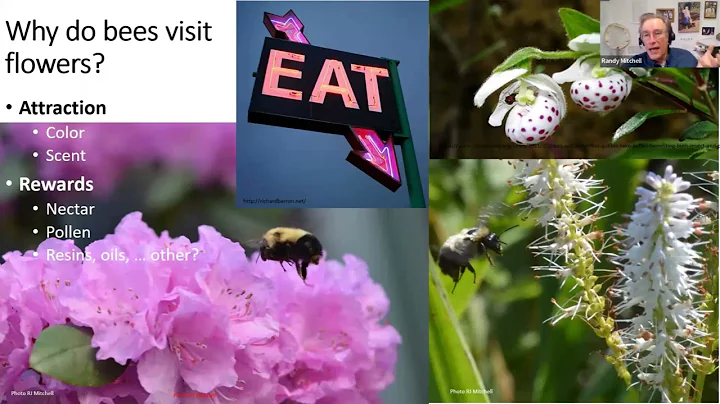 Bumble Bee Botany with Randy Mitchell