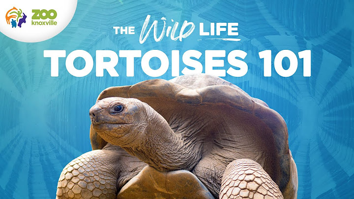 The Hard-Shelled Life of TURTLES and TORTOISES - The Wild Life