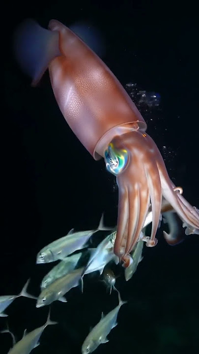 #loligo #squid #squidprey