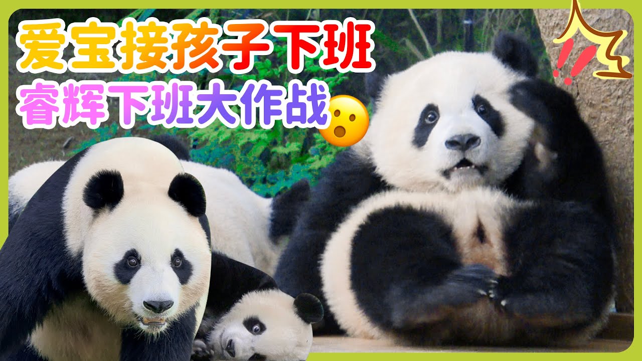 宝家族大熊猫日记- 睿宝辉宝不愿意下班，辉宝被爱宝吓到腿软，爱宝和姜爷爷商量的收猫战术很成功~#辉宝#睿宝#辉宝#爱宝乐园#熊猫#大熊猫#giantpanda #爱宝乐园#ruibao #huibao