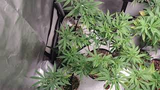 SPIDERFARMER SF-1000 4X2 / MAXISUN 600 W 2X2 Vegetation Update.  Check Description
