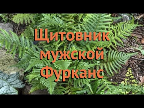 Щитовник мужской Фурканс