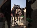 Builder donkeys in the palestinian city of nablus