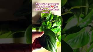 Heartleaf Philodendron Broke My Heart