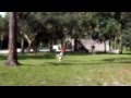 PINPOINT RECALL Lab Puppy BUMPERS Exceptional Dog PINPOINT RECALL Lab Puppy BUMPERS Exceptional Dog